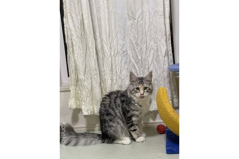 成約済の埼玉県のメインクーン-109847の2枚目