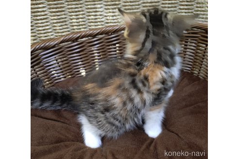 成約済の愛知県のスコティッシュフォールド-118242の3枚目
