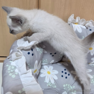 商談中の静岡県のロシアンブルー-118245の2枚目
