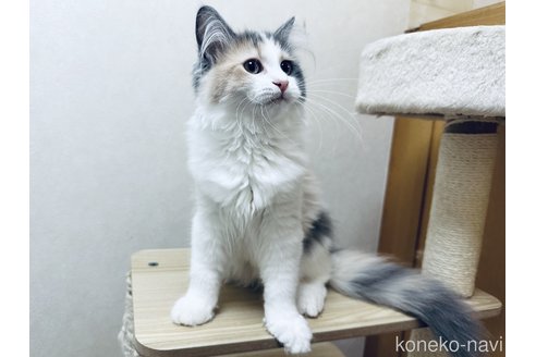 成約済の千葉県のラガマフィン-109576の5枚目