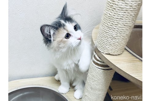 成約済の千葉県のラガマフィン-109576の2枚目