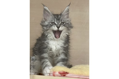販売中の埼玉県のメインクーン-116460の4枚目