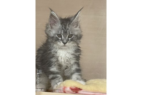 販売中の埼玉県のメインクーン-116460の2枚目