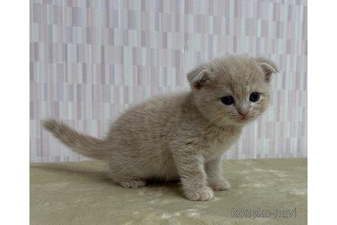成約済の千葉県のスコティッシュフォールド-118252の3枚目
