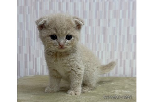 成約済の千葉県のスコティッシュフォールド-118252の2枚目