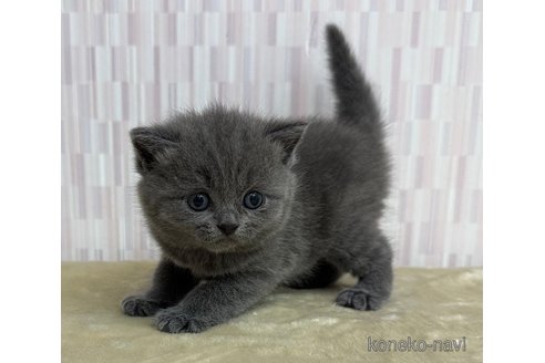 商談中の千葉県のブリティッシュショートヘア-118253の3枚目
