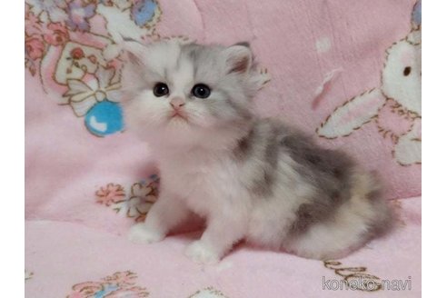 販売中の愛媛県のミヌエット-118255の3枚目