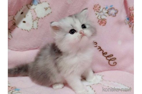 販売中の愛媛県のミヌエット-118255の4枚目