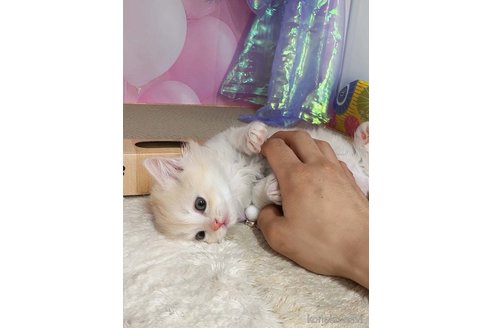 販売中の千葉県のミヌエット-118259の8枚目