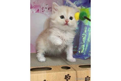 販売中の千葉県のミヌエット-118259の5枚目