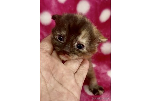 販売中の大阪府のスコティッシュストレート-118262の5枚目