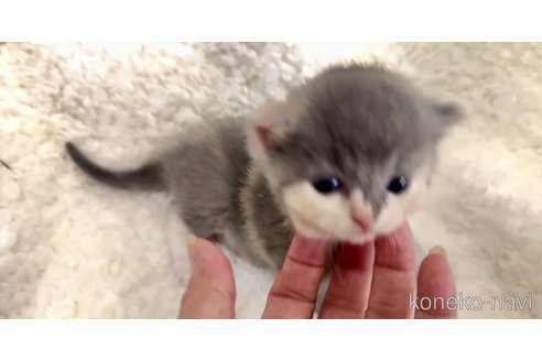 販売中の大阪府のスコティッシュストレート-118264の4枚目