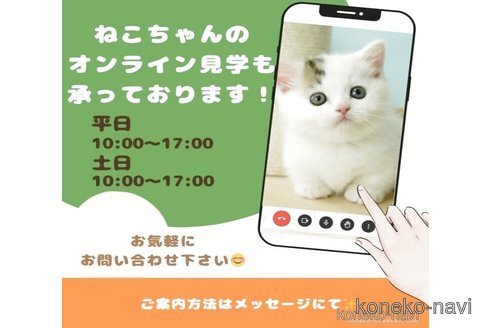 販売中の千葉県のマンチカン-118266の17枚目