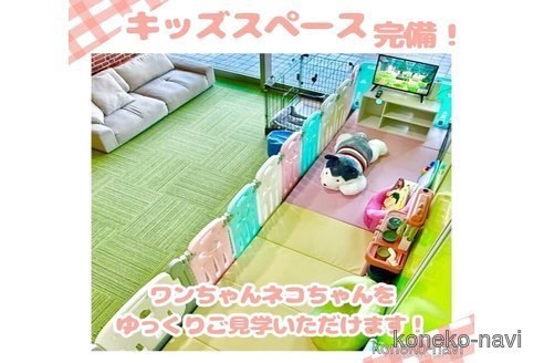 販売中の千葉県のマンチカン-118266の16枚目