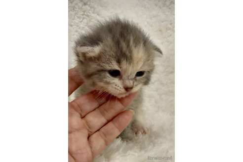 販売中の大阪府のスコティッシュフォールド(折れ耳)-118265の3枚目