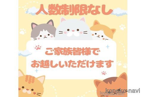 販売中の千葉県のマンチカン-118266の9枚目