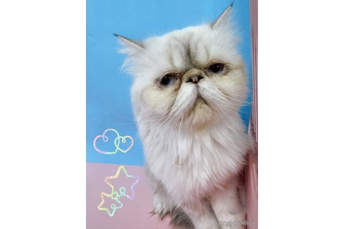 販売中の東京都のヒマラヤン-118289の1枚目