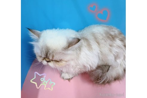 販売中の東京都のヒマラヤン-118289の2枚目