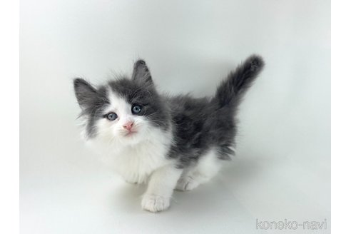 販売中の福岡県のノルウェージャンフォレストキャット-118275の5枚目