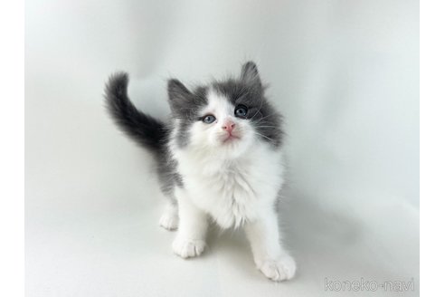 販売中の福岡県のノルウェージャンフォレストキャット-118275の4枚目
