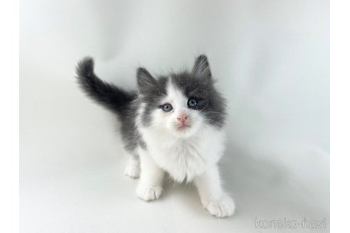 販売中の福岡県のノルウェージャンフォレストキャット-118275の6枚目