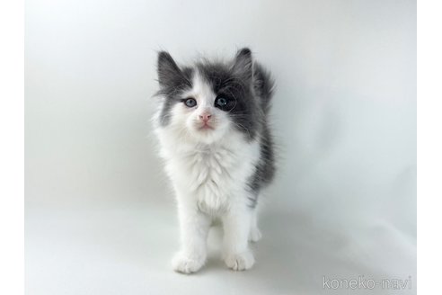 販売中の福岡県のノルウェージャンフォレストキャット-118275の11枚目