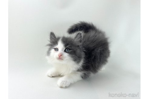 販売中の福岡県のノルウェージャンフォレストキャット-118275の12枚目
