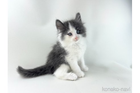 販売中の福岡県のノルウェージャンフォレストキャット-118275の13枚目