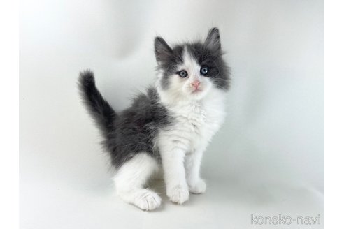 販売中の福岡県のノルウェージャンフォレストキャット-118275の10枚目