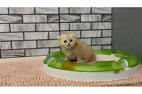 販売中の福岡県のマンチカン-118278の8枚目
