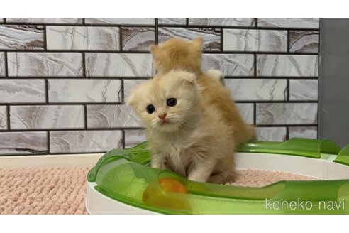 販売中の福岡県のマンチカン-118278の3枚目