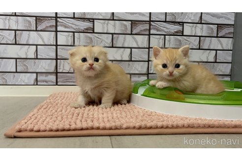販売中の福岡県のマンチカン-118278の4枚目