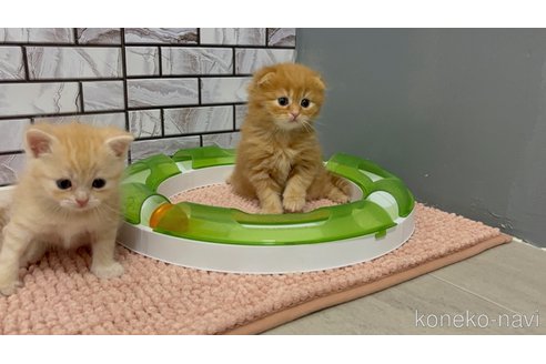 販売中の福岡県のマンチカン-118280の10枚目