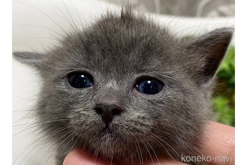販売中の愛知県のミヌエット(短足)-118281の3枚目