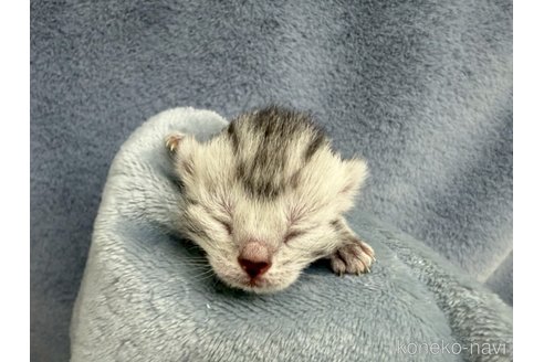 販売中の千葉県のアメリカンショートヘア-118290の6枚目