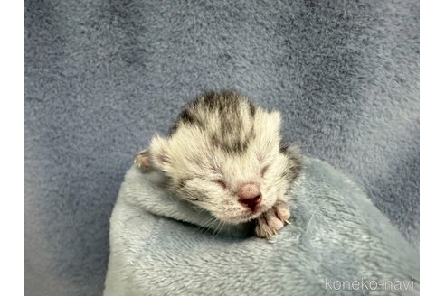 販売中の千葉県のアメリカンショートヘア-118290の5枚目