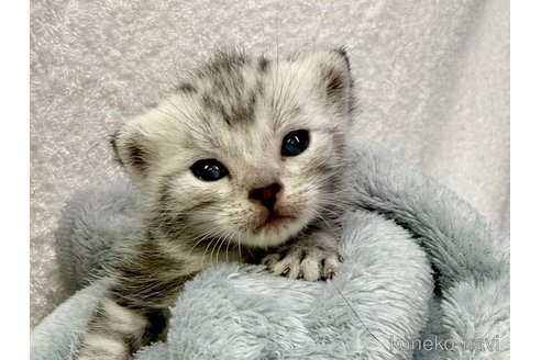 販売中の千葉県のアメリカンショートヘア-118290の4枚目