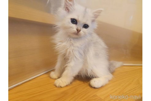 成約済の愛知県のペルシャ(チンチラ)-118291の2枚目