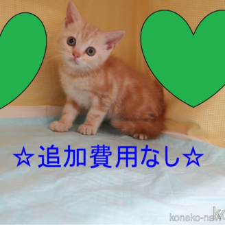 販売中の東京都のアメリカンショートヘア-118293