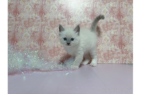 販売中の石川県のラグドール-118297の4枚目