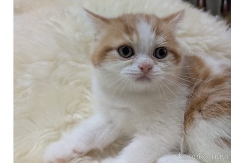 販売中の大阪府のミヌエット-114570の12枚目