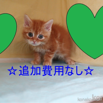 販売中の東京都のマンチカン-118299