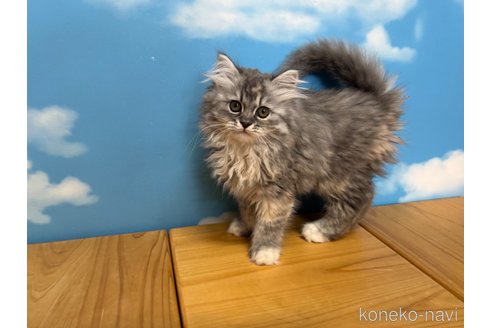 販売中の香川県のラガマフィン-118300の5枚目