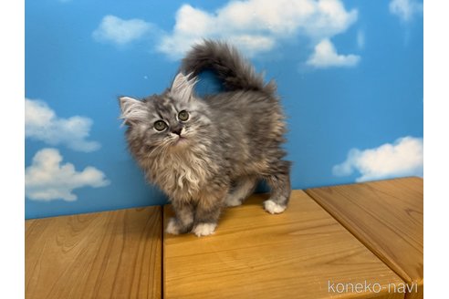 販売中の香川県のラガマフィン-118300の2枚目