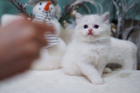 販売中の埼玉県のラグドール-118317の3枚目