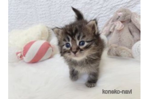 販売中の大阪府のサイベリアン-118335の4枚目