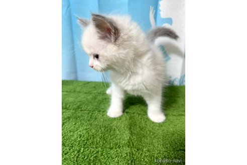 販売中の群馬県のラグドール-118345の3枚目