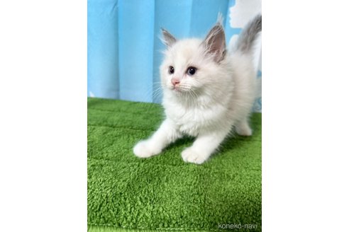 販売中の群馬県のラグドール-118345の2枚目