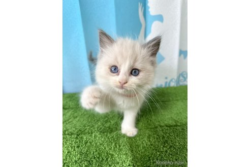 販売中の群馬県のラグドール-118346の2枚目