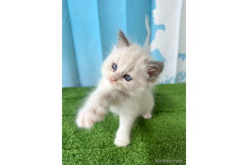 販売中の群馬県のラグドール-118346の3枚目